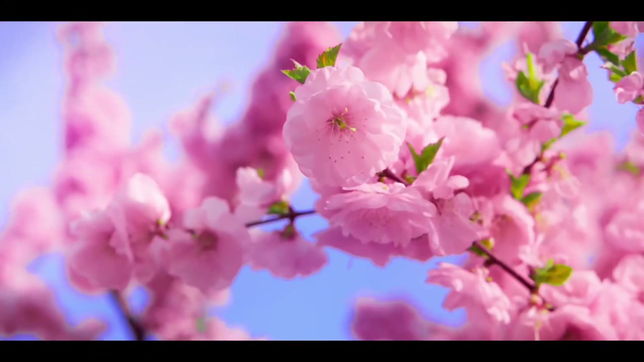 《晴樱》