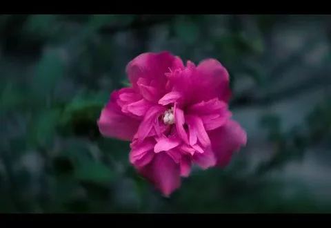 绯色静放